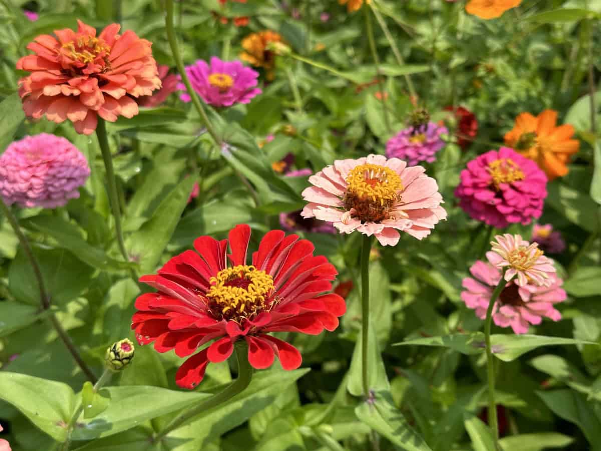 close up of the zinnia garden, full of bright blooms in red, pinks, and orange