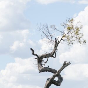 tree with a very bent and irregular trunk, against the blue sky