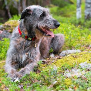 irish wolfhound laying in the mossy grass