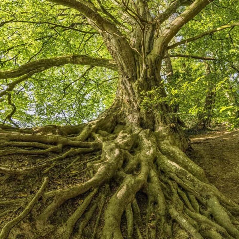 beautiful tree with extensive, powerful roots