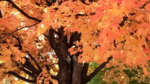 tree in full fall color on Sophia Center campus