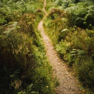 path through lush green ferns and foliage