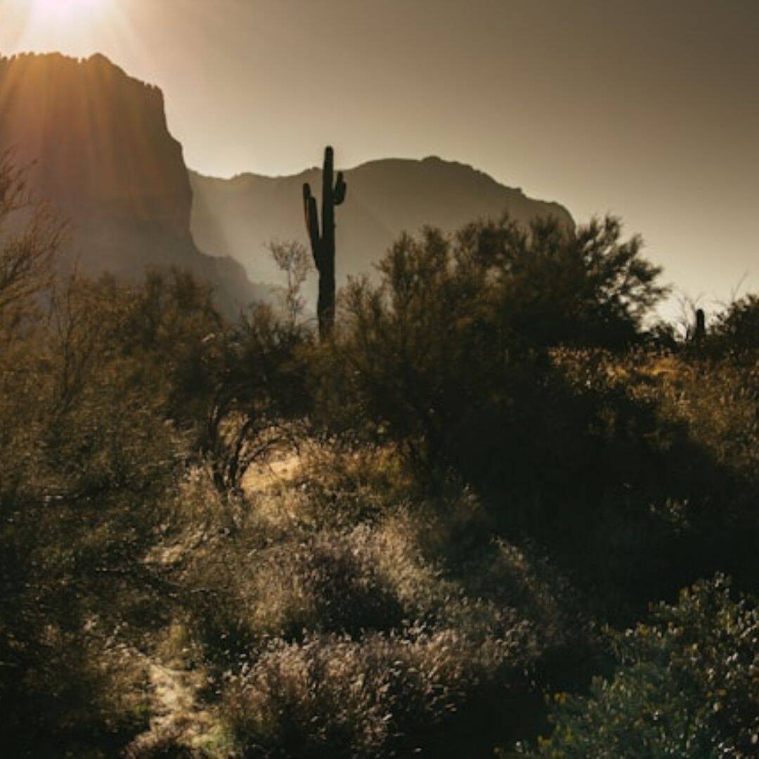scene of the desert