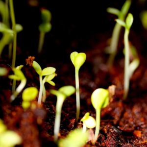 tiny seed sprouts with heart shaped leaves pushing through the dirt