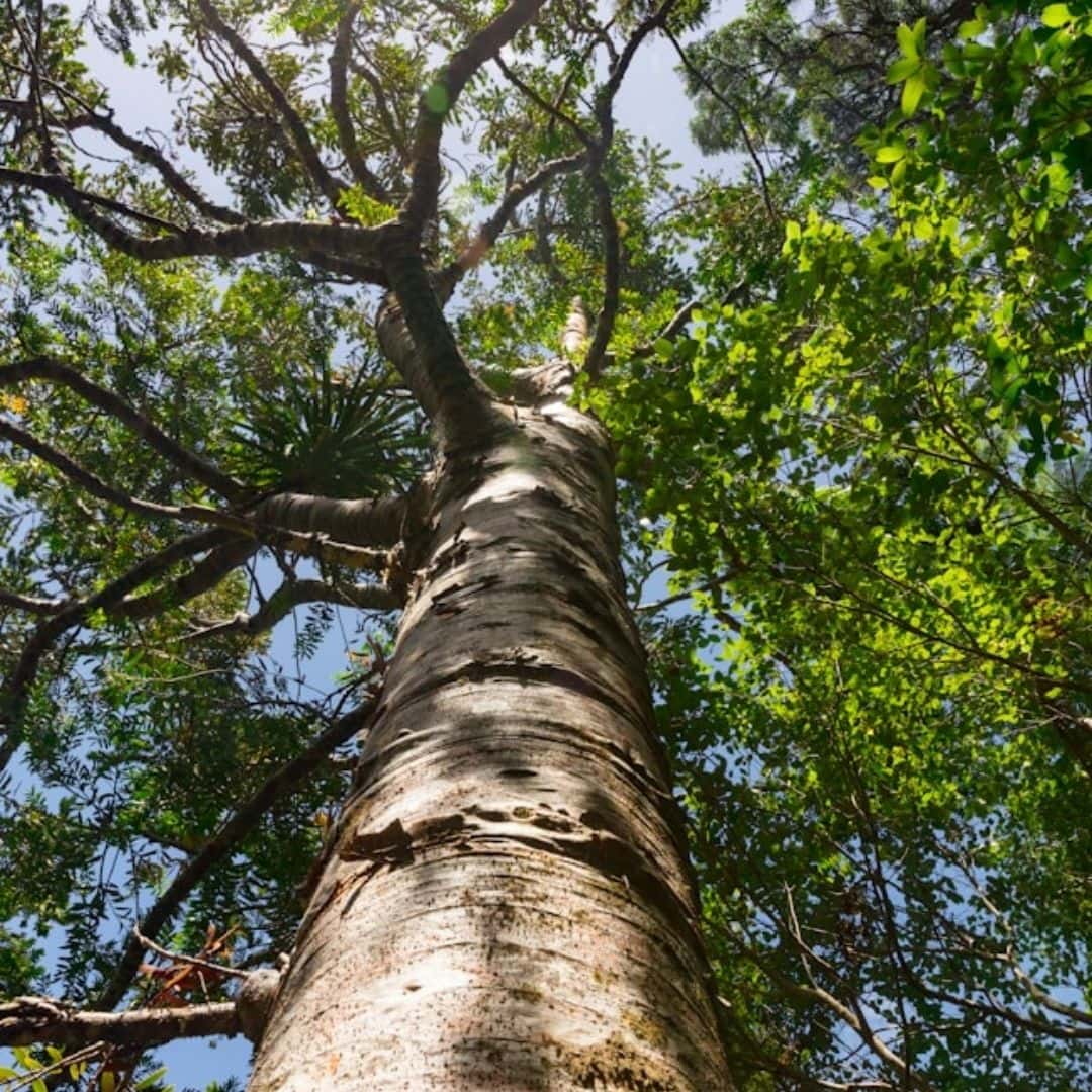 looking up from the foot of a huge tall tree