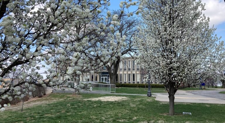 looking ahead to the flowering trees of springtime at Sophia