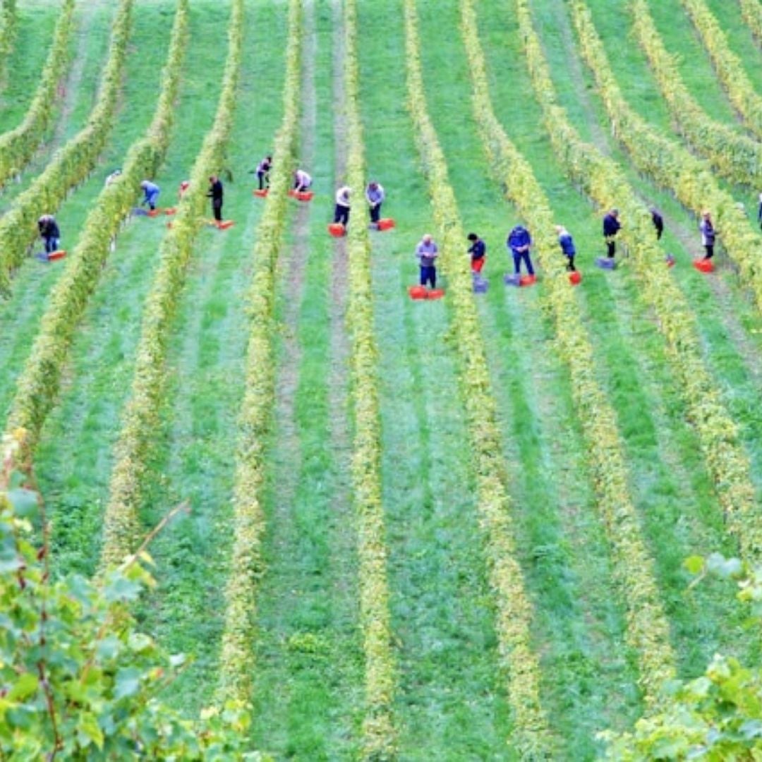 workers in the vineyard