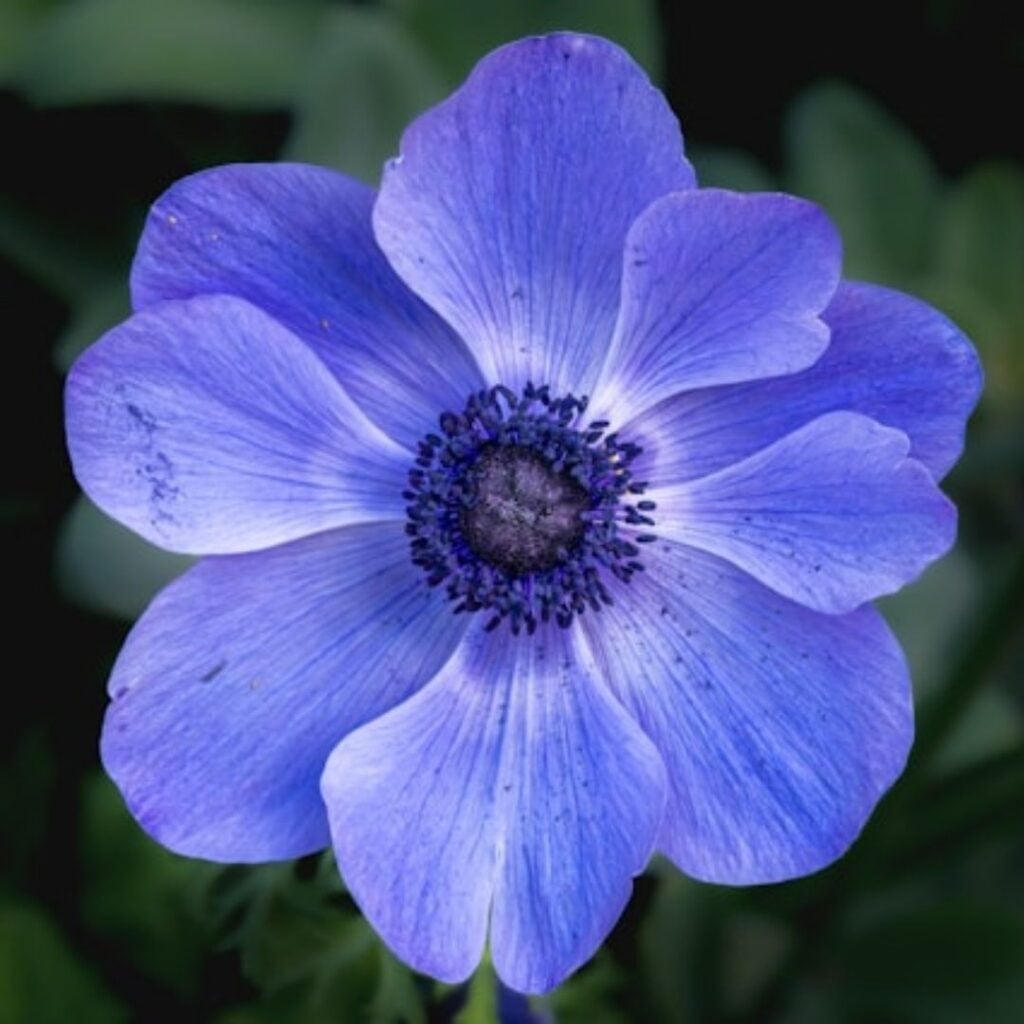 close up of beautiful purple-blue flower