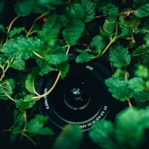 camera lens peeking through green leaves