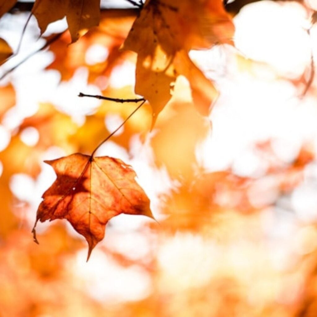 gold and copper autumn leaves