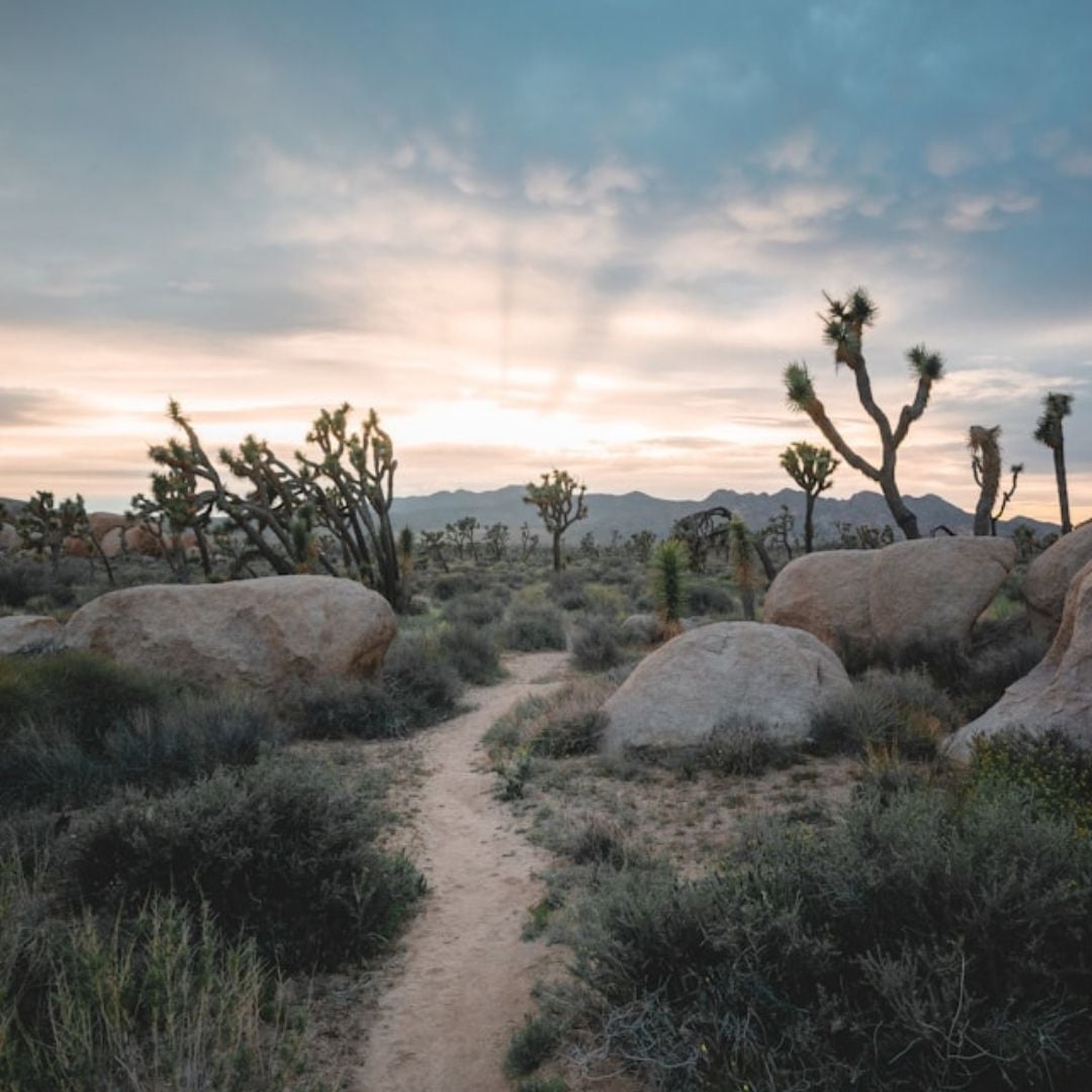 path through the desert towards sunrise
