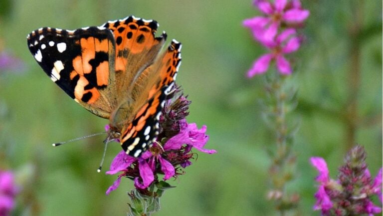 beautiful butterfly on flower
