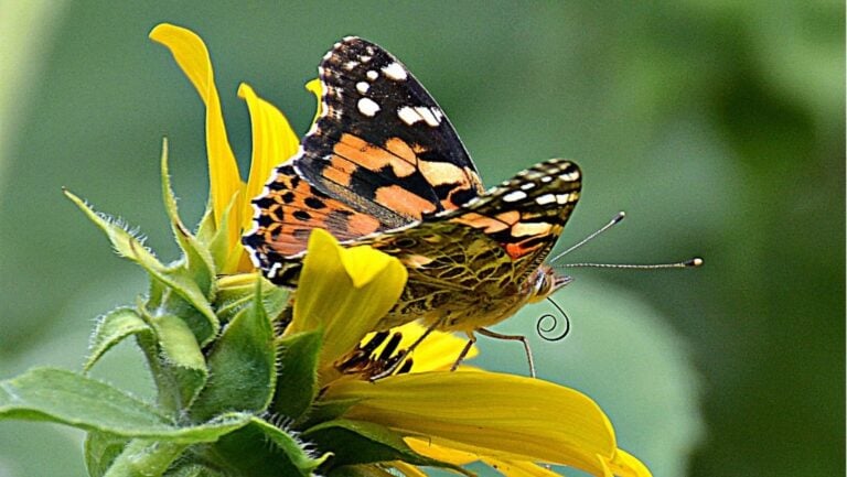 butterfly on a sunflower